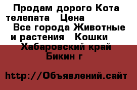  Продам дорого Кота-телепата › Цена ­ 4 500 000 - Все города Животные и растения » Кошки   . Хабаровский край,Бикин г.